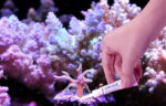 Maxspect Coral Tools - Image 6