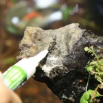 Ista Aquascaping Glue Green for Aquarium Plants 2pcs 4g each - Image 5