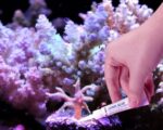 Maxspect Coral Glue 5GM - Image 4